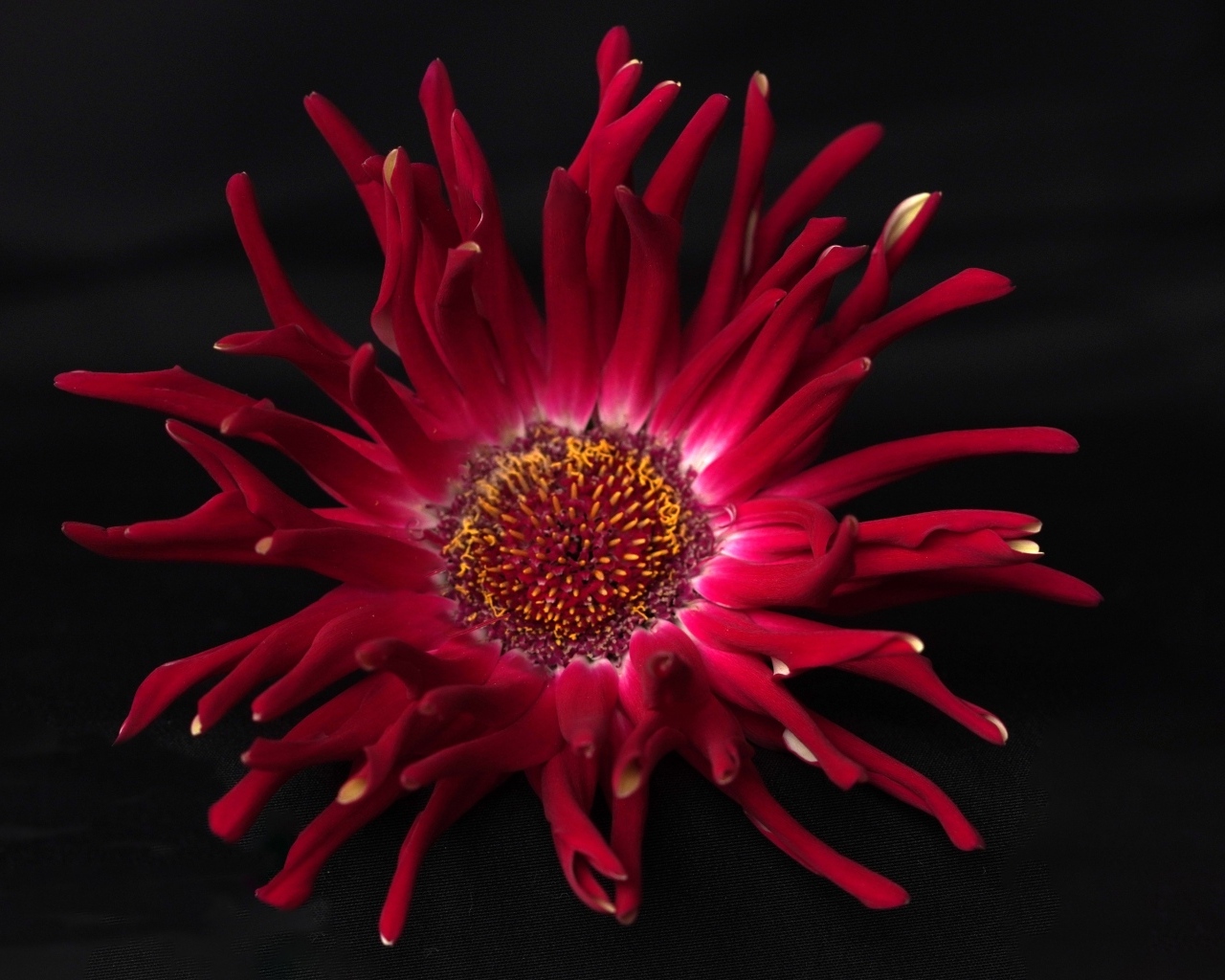 Красный цветок георгина с острыми лепестками на черном фоне