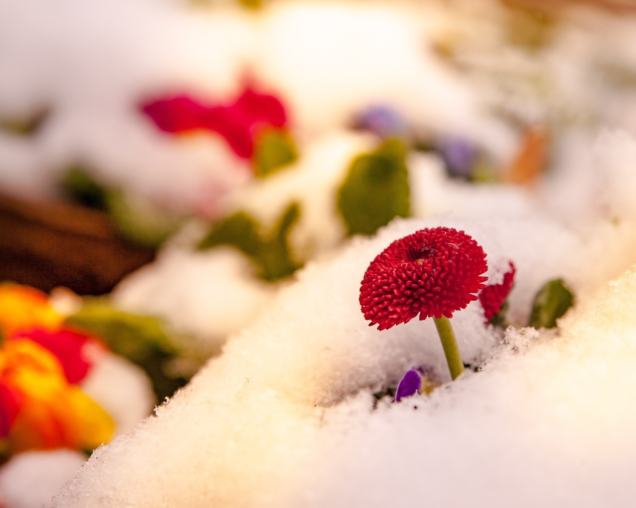 Красный цветок маргаритки под снегом