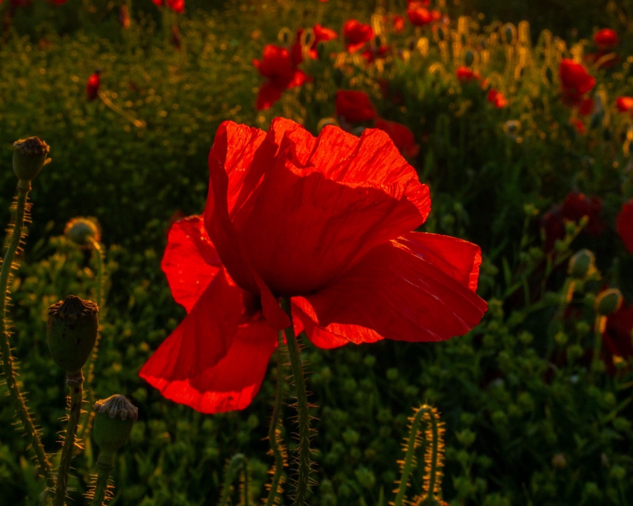 Красный полевой мак с хрупкими лепестками в лучах солнца