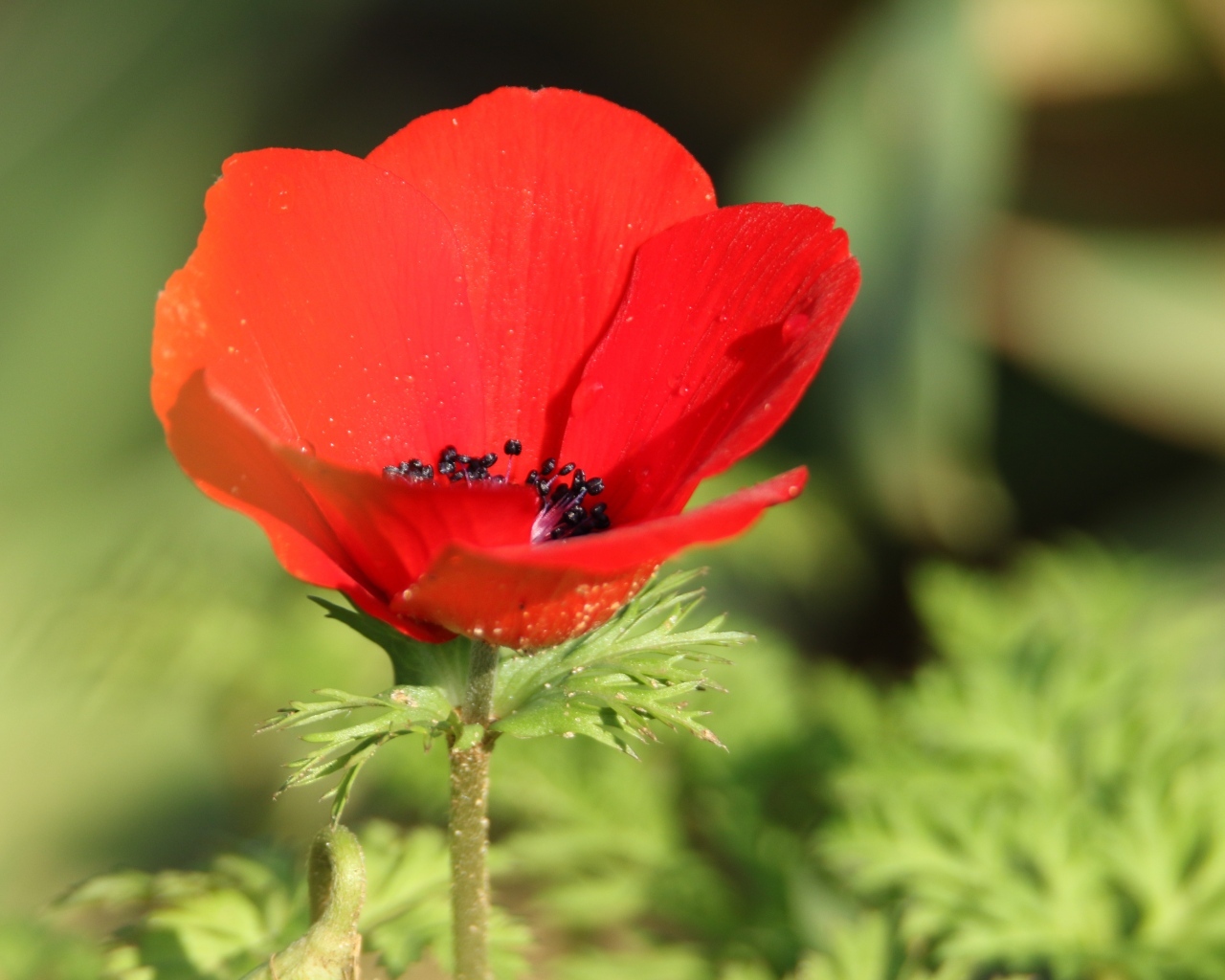 Красный садовый мак с черной серединкой