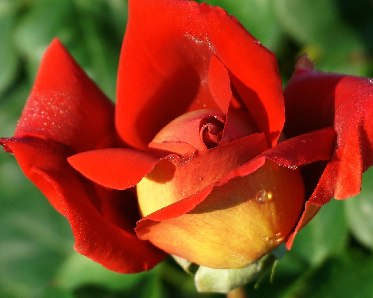 Красный цветок садовой розы крупным планом