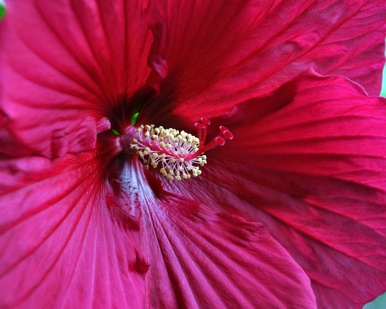 Красный гибискус крупным планом на зеленом фоне