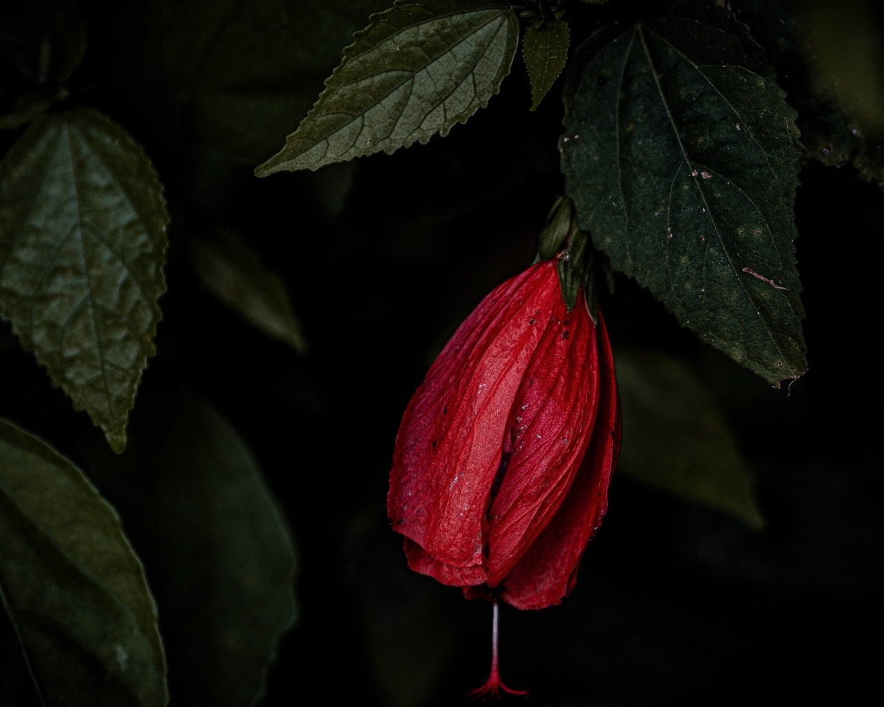 Красный цветок гибискуса в зеленых листьях