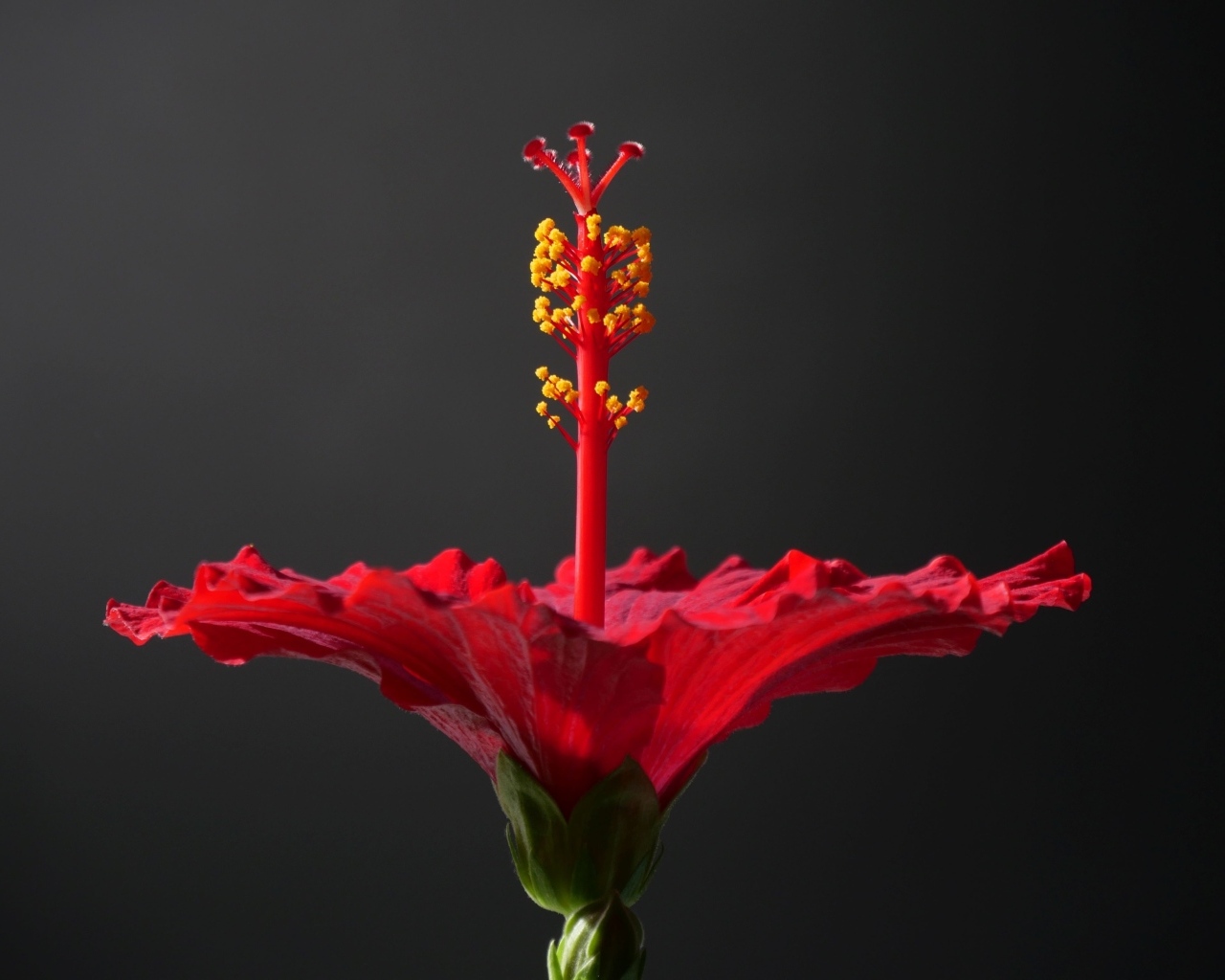 Красный гибискус на сером фоне