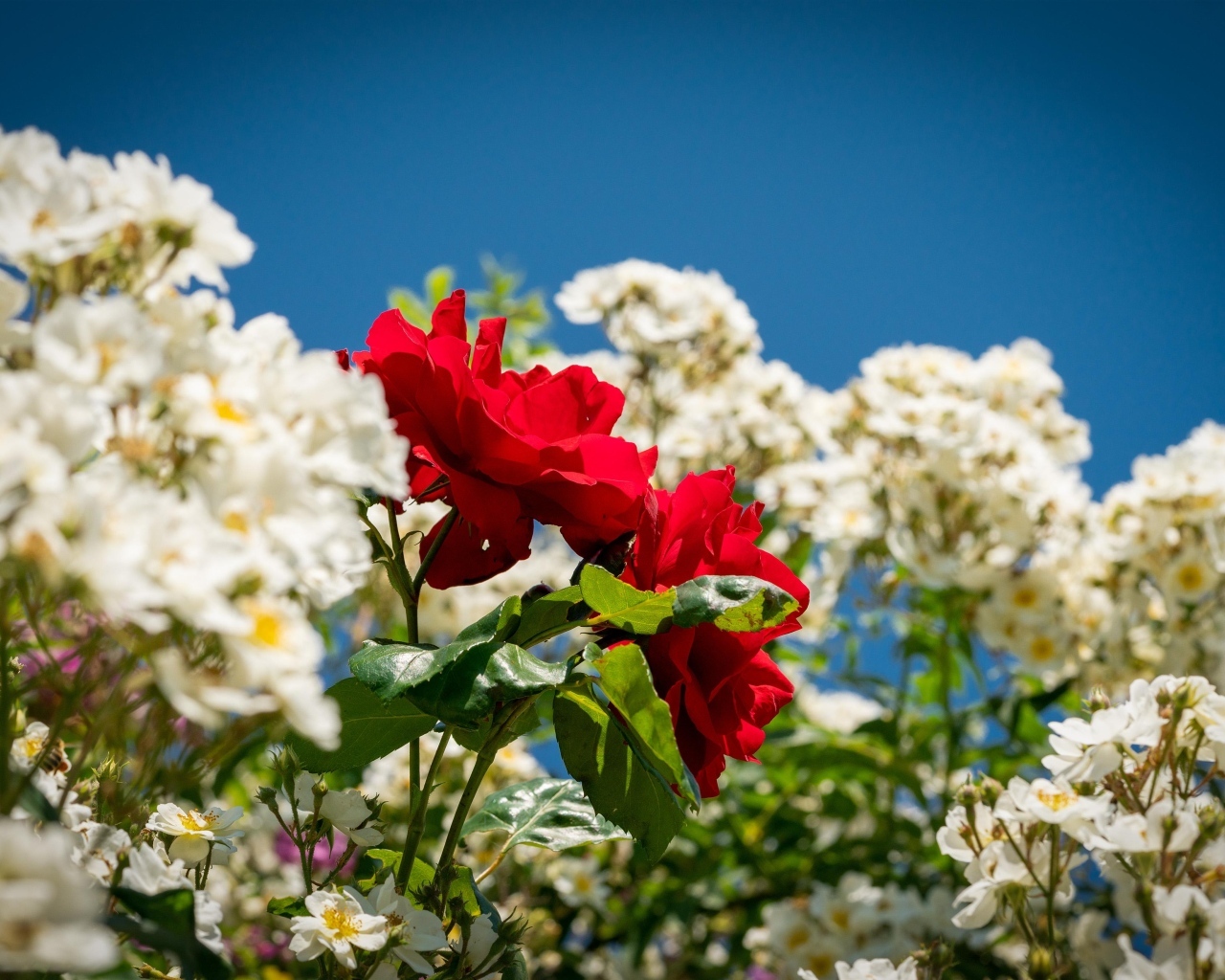 Красная парковая роза среди белых роз
