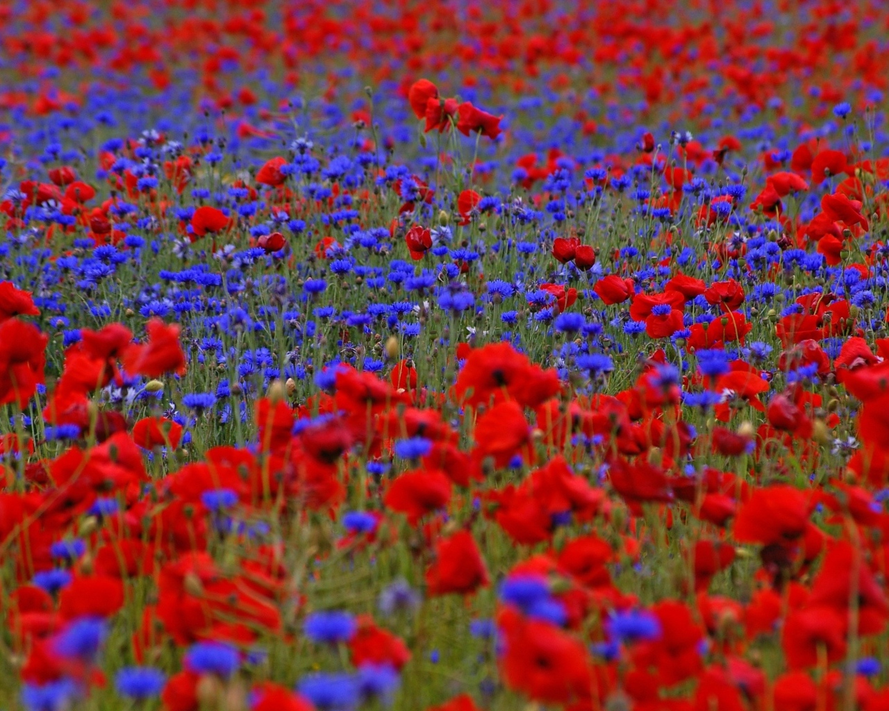 Красные маки и синие васильки на поле