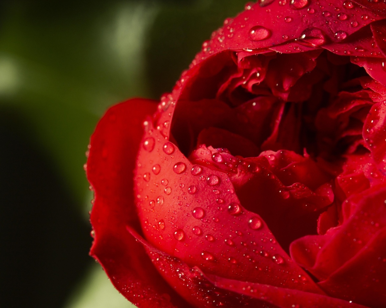 Красный цветок розы в каплях росы крупным планом