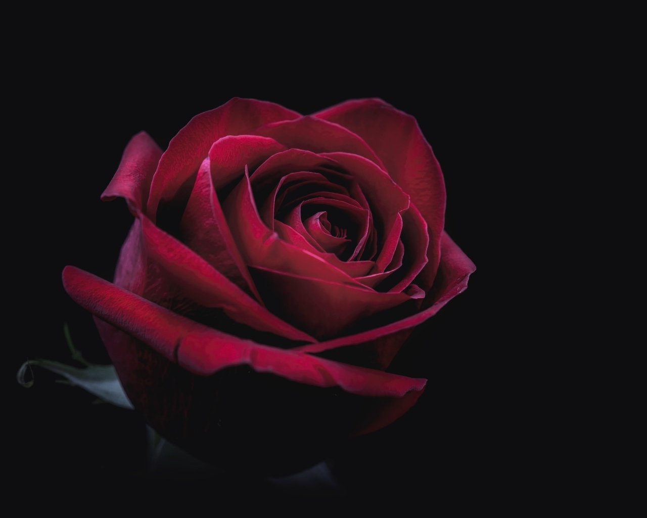 Цветок красной розы на черном фоне