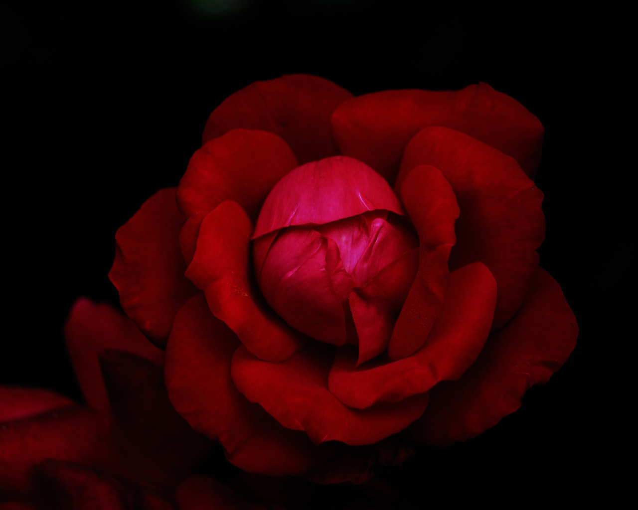 Красная роза в темноте черного фона