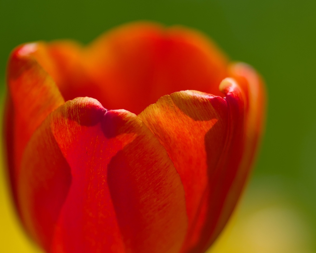 Красные лепестки тюльпана в макро съемке