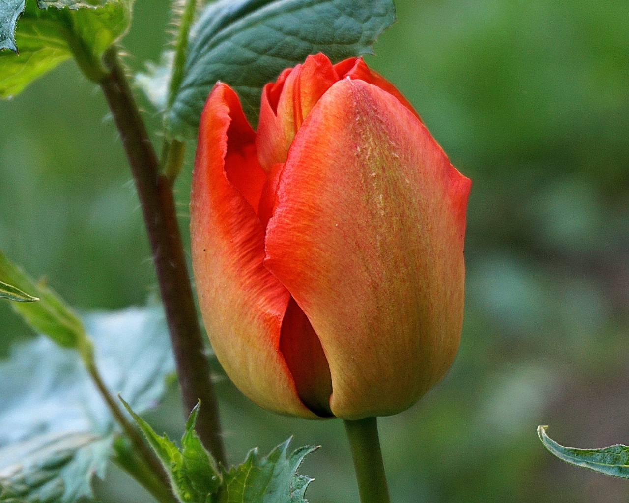 Красный нераспустившийся тюльпан крупным планом