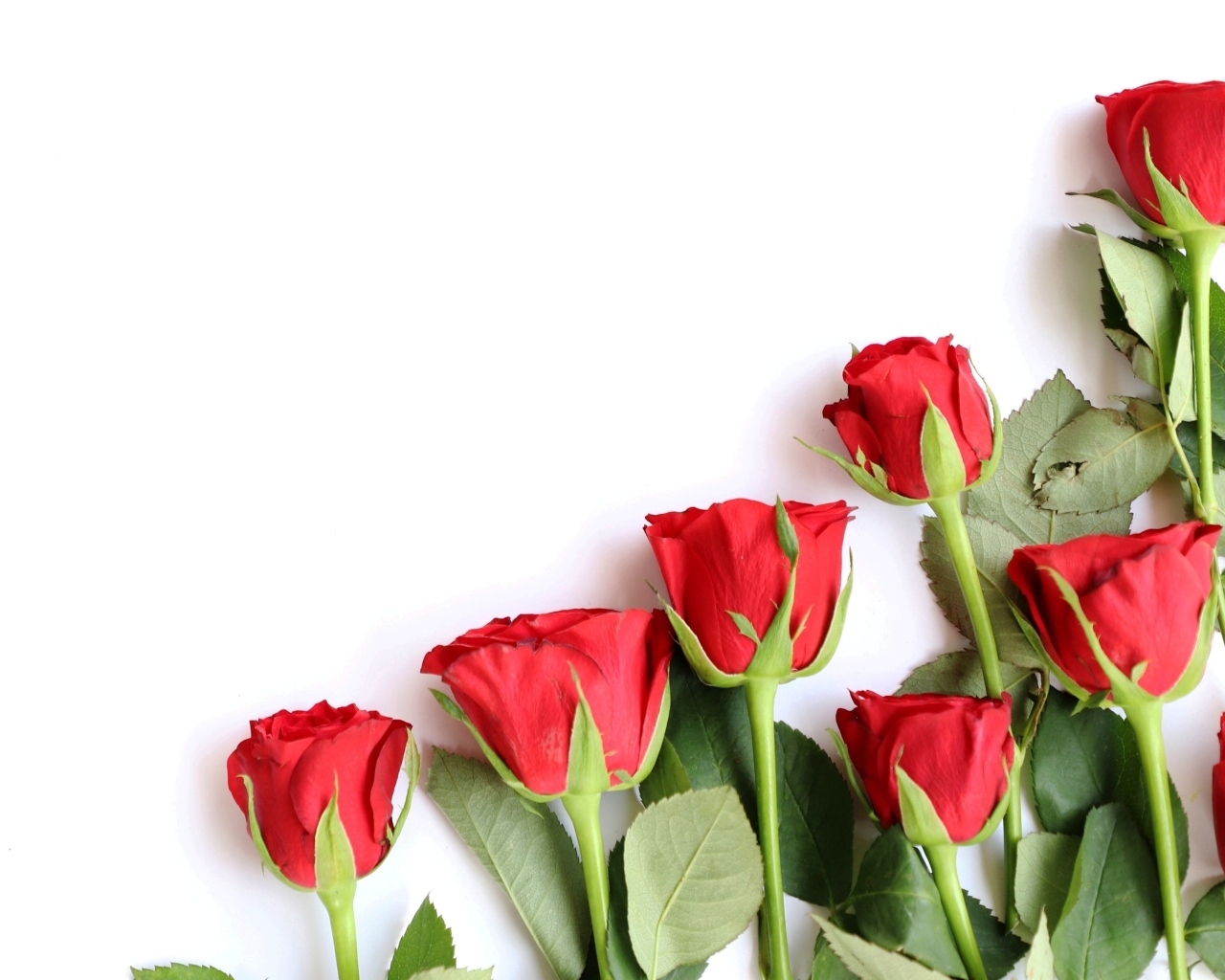Романтические красные розы на белом фоне