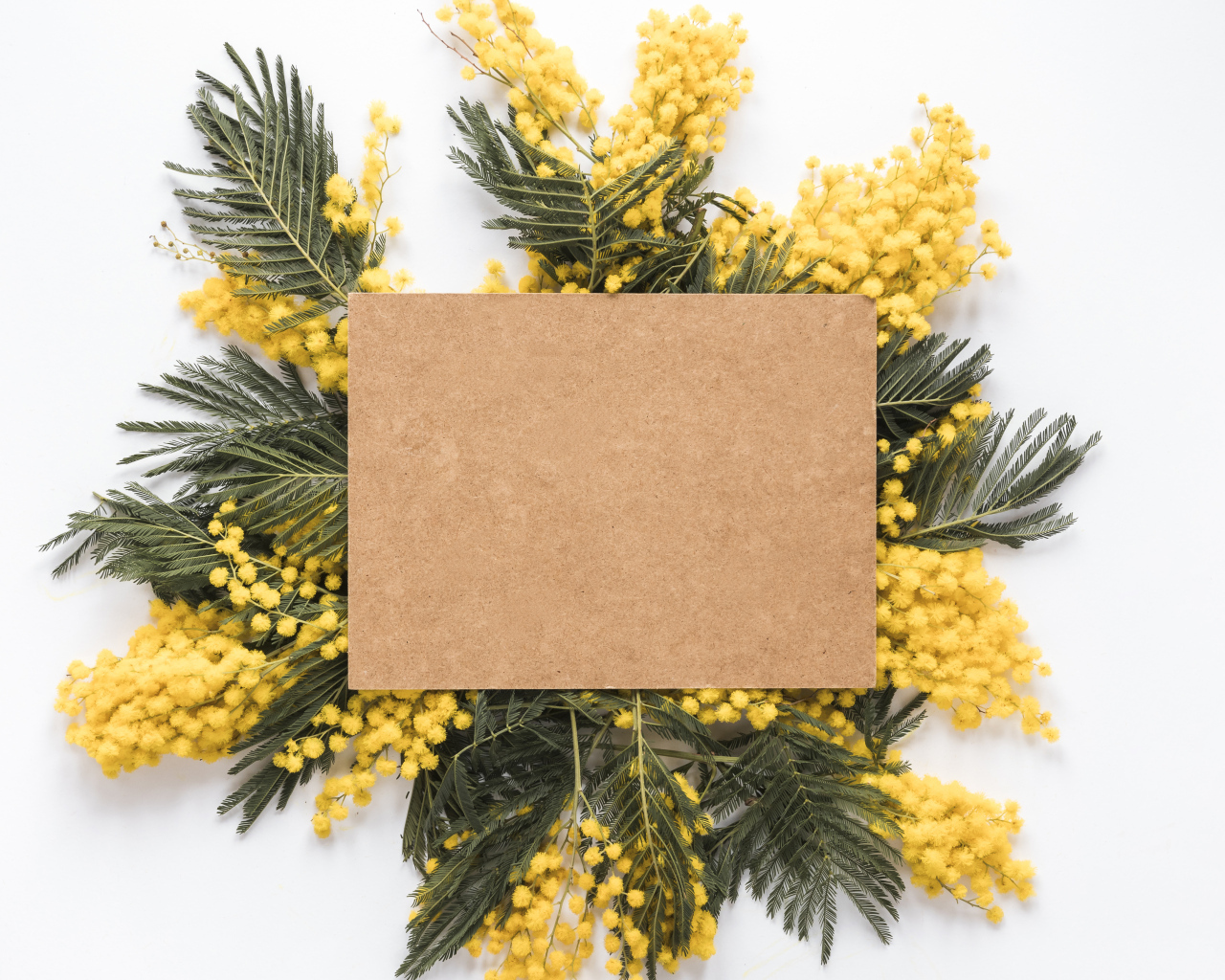 Лист бумаги с ветками мимозы на белом фоне