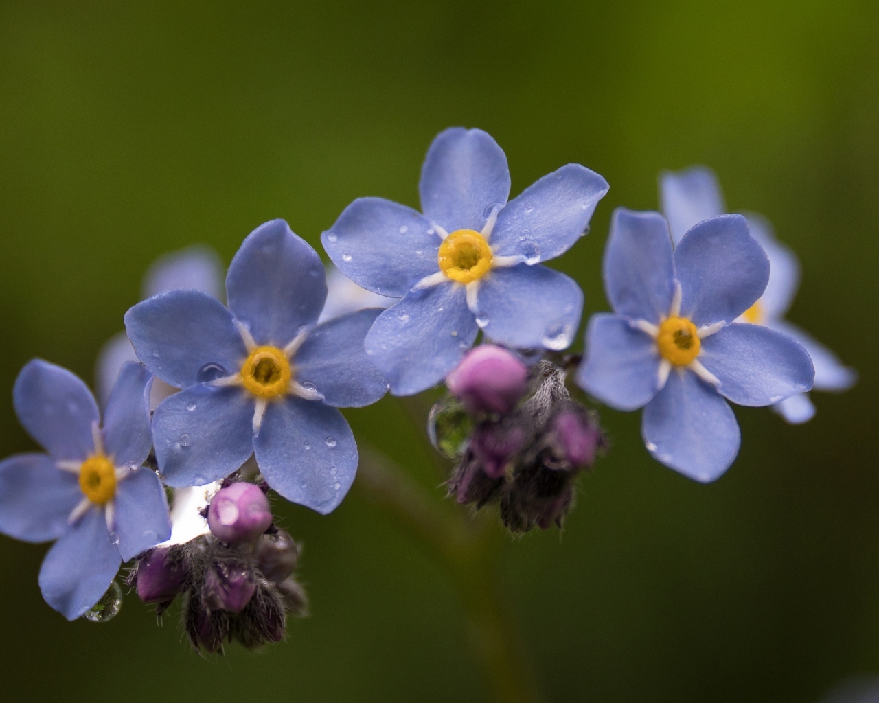 Мелкие синие цветы незабудка крупным планом