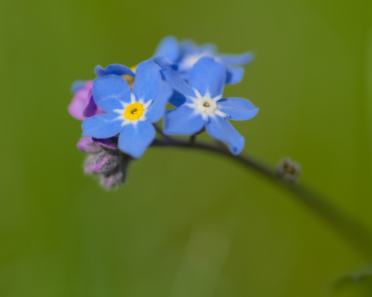 Маленький цветок незабудка на зеленом фоне