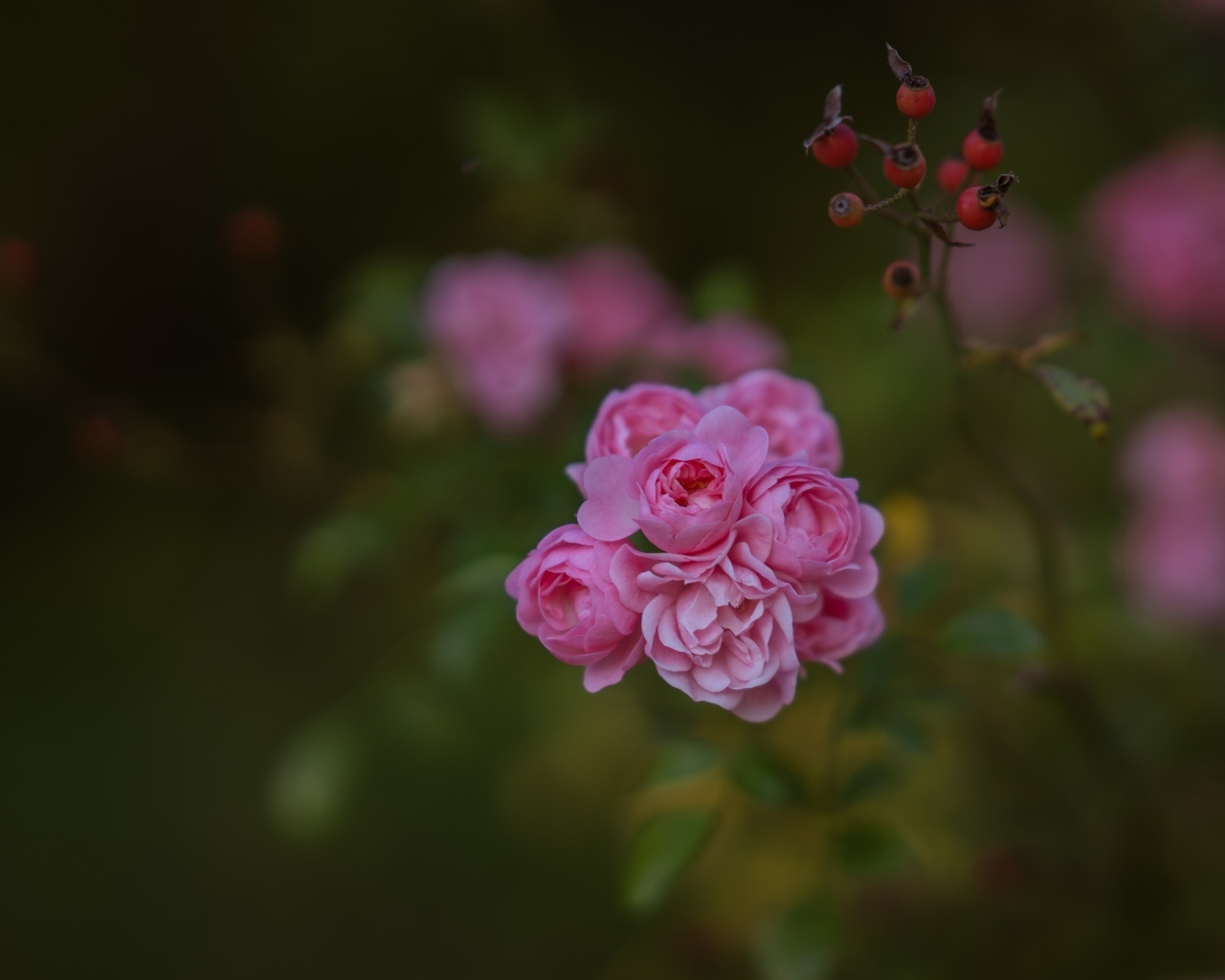 Мелкие розовые кустовые розы