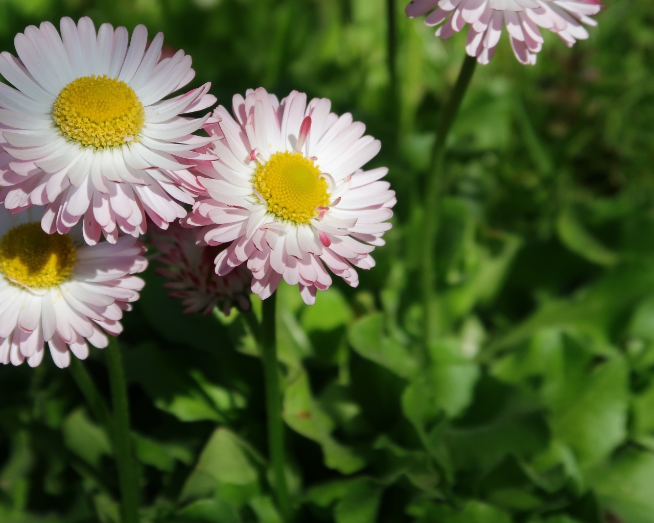 Маленькие розовые маргаритки крупным планом