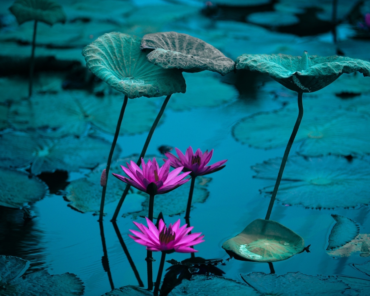 Маленькие розовые цветы лилии в воде с листьями