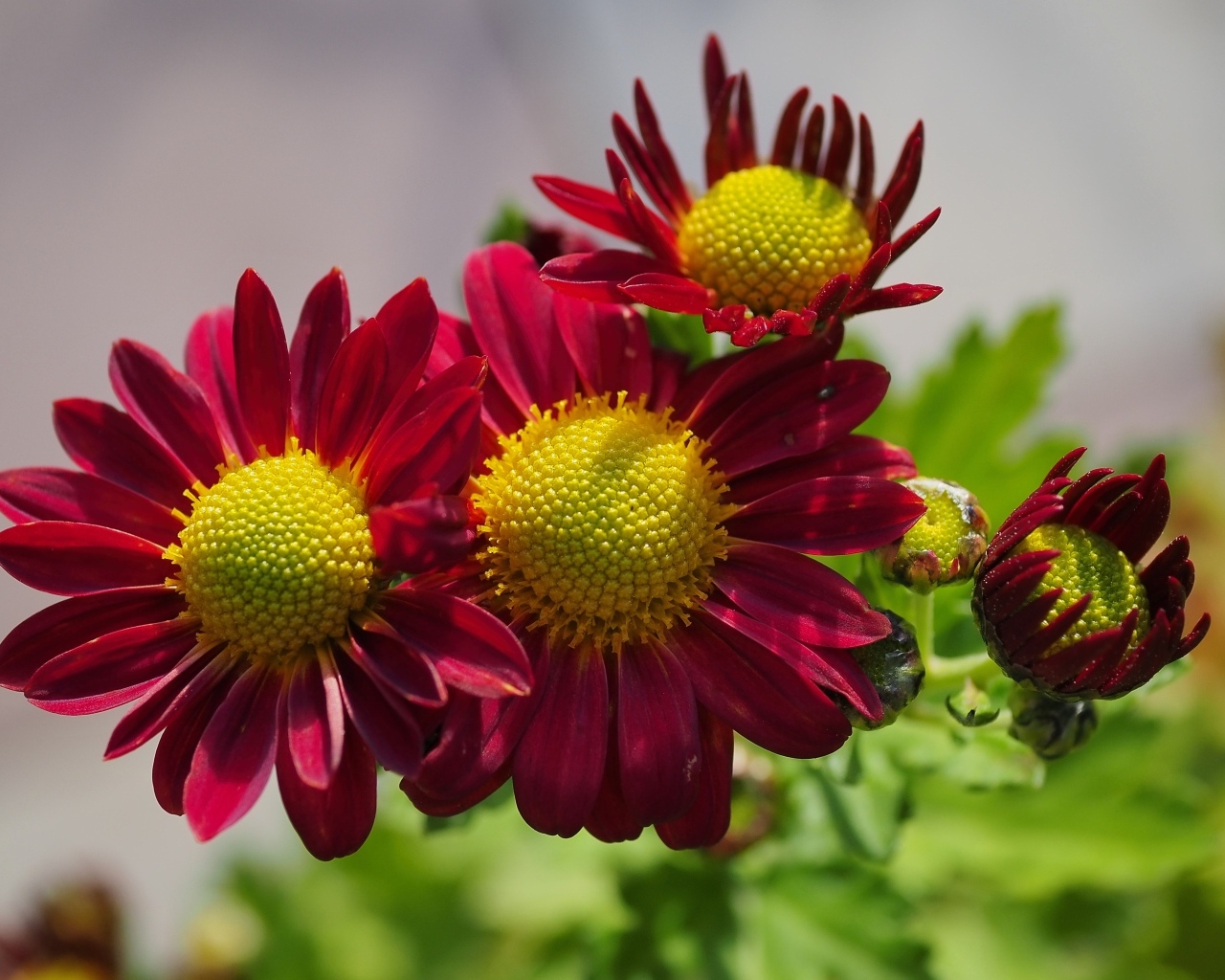 Маленькие красные цветы хризантемы