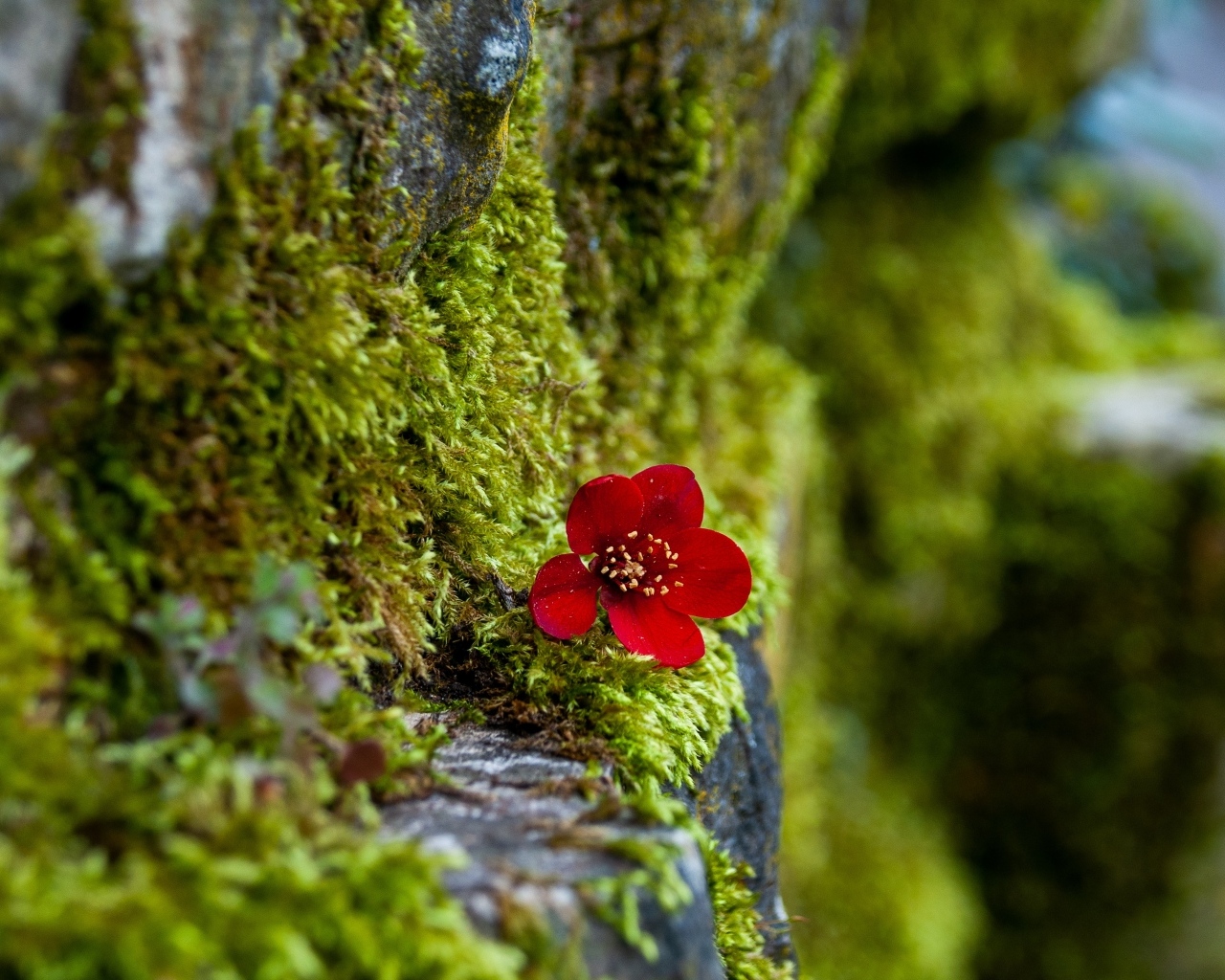Маленький красный цветок на покрытой мхом поверхности 