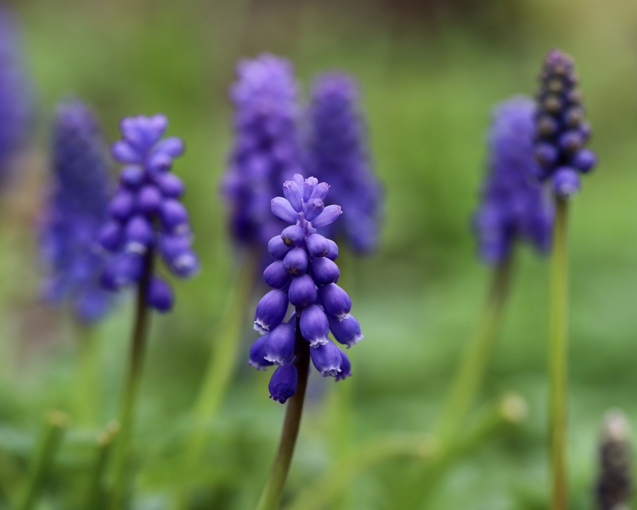 Маленькие весенние цветы мускари на зеленом фоне
