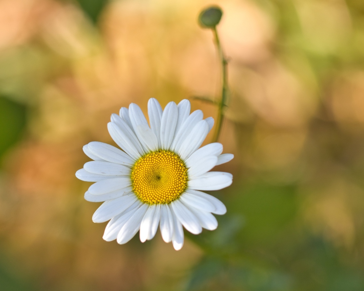 Маленькая полевая белая ромашка с бутоном