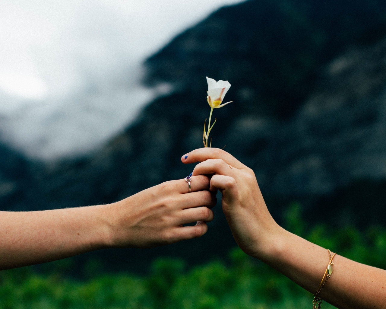 Маленький белый цветок в руках