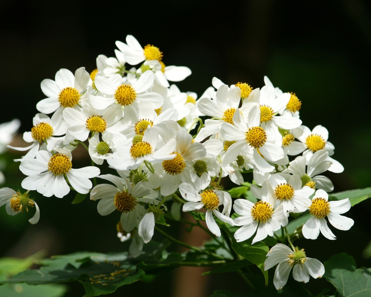 Мелкие белые цветы крупным планом