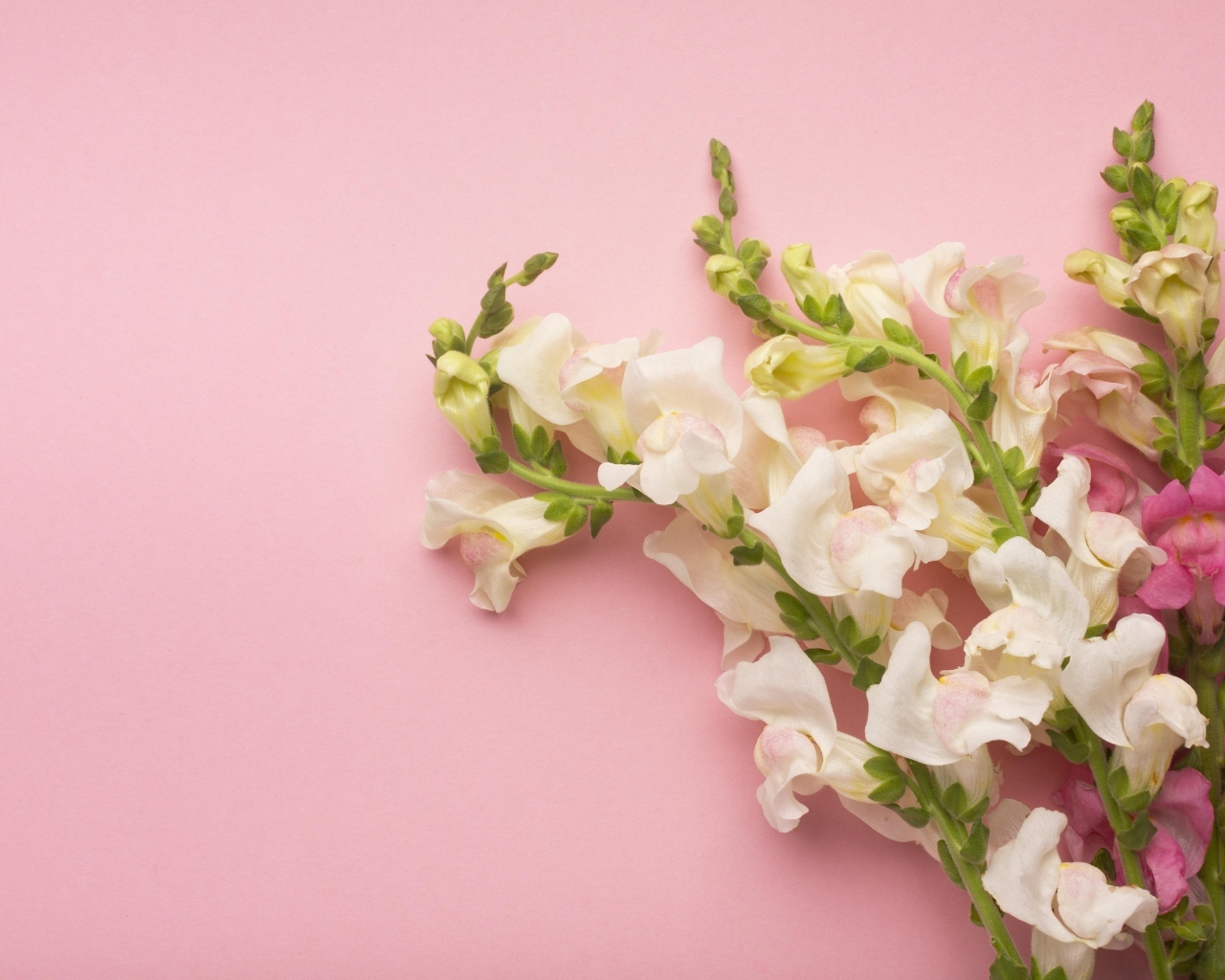 Цветы львиный зев на розовом фоне