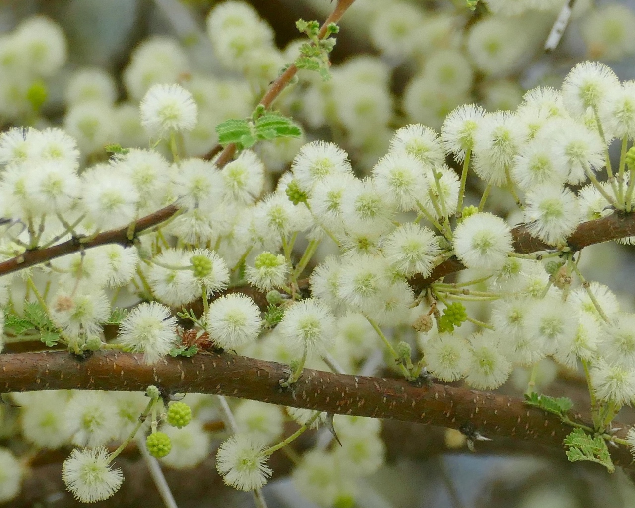Весенние пушистые цветы на ветках дерева 