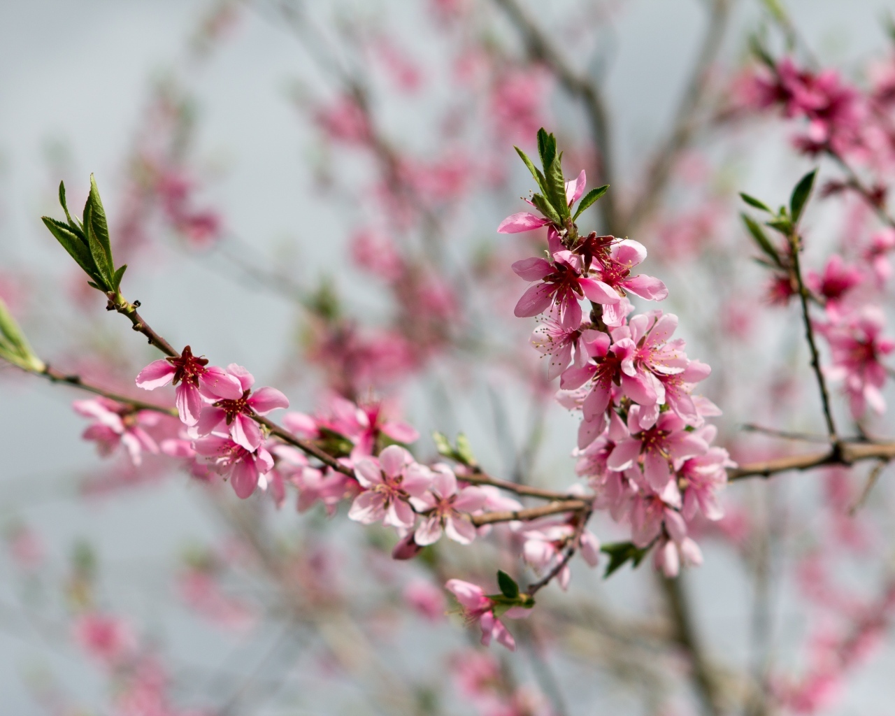 Весенние цветы персика на ветках