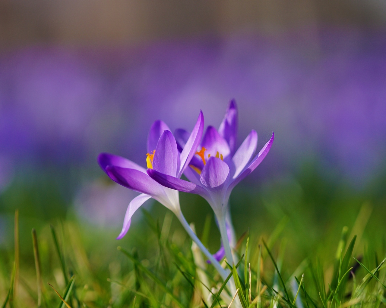 Весенние фиолетовые маленькие первоцветы крокусы