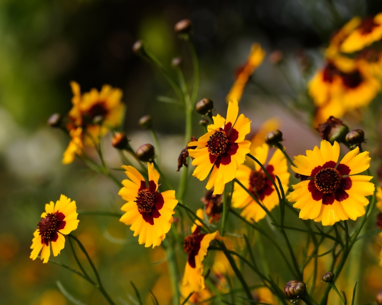 Летние маленькие красивые полевые цветы