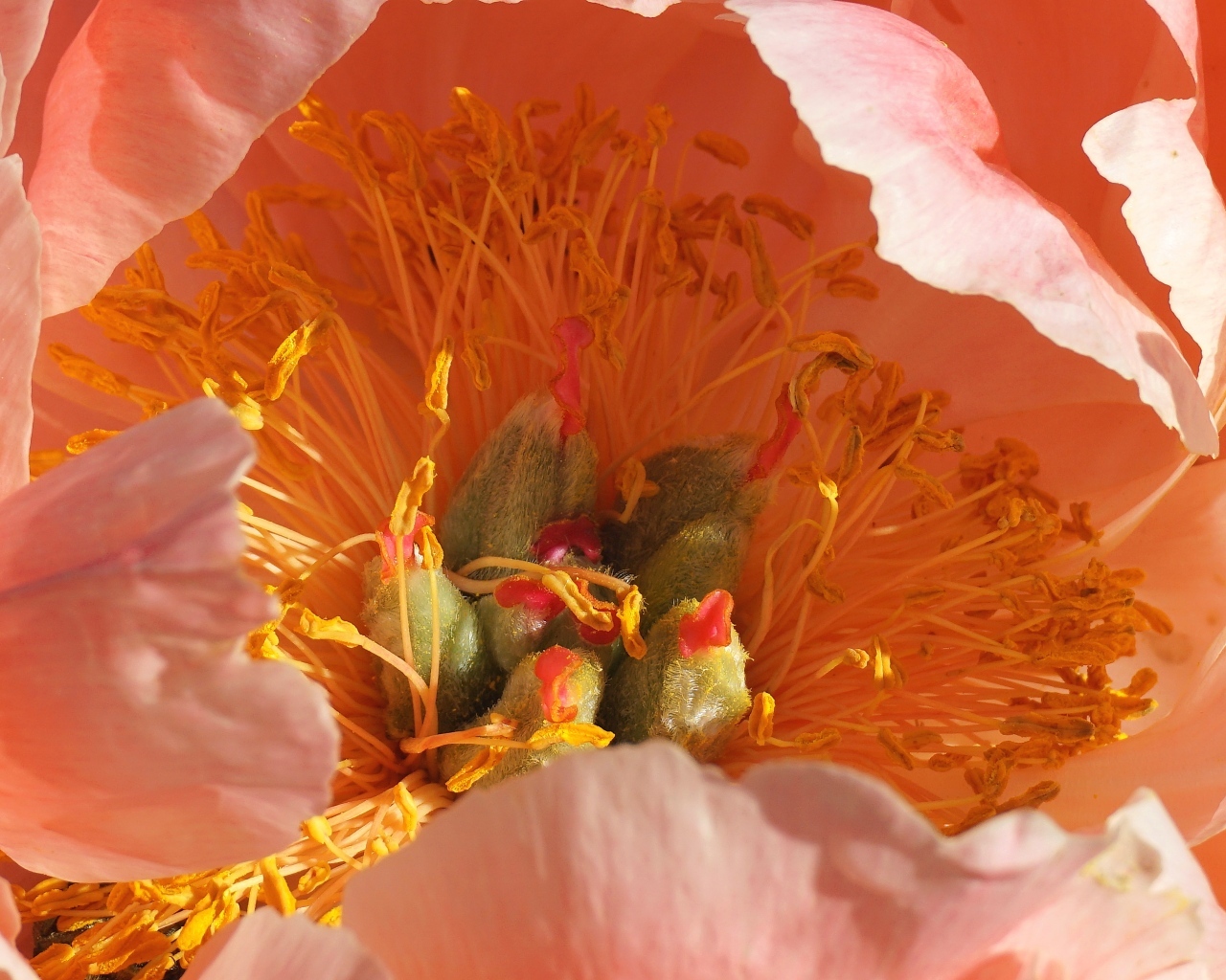 Серединка розового цветка пиона