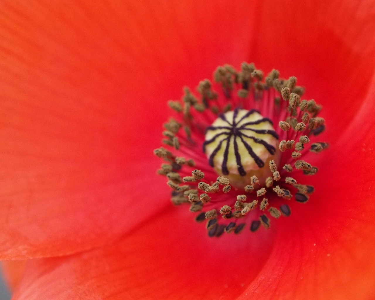 Серединка красного цветка мака крупным планом