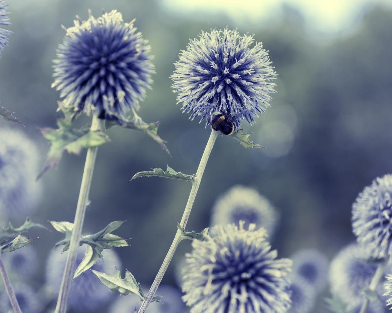 Цветы чертополох-мордовник крупным планом