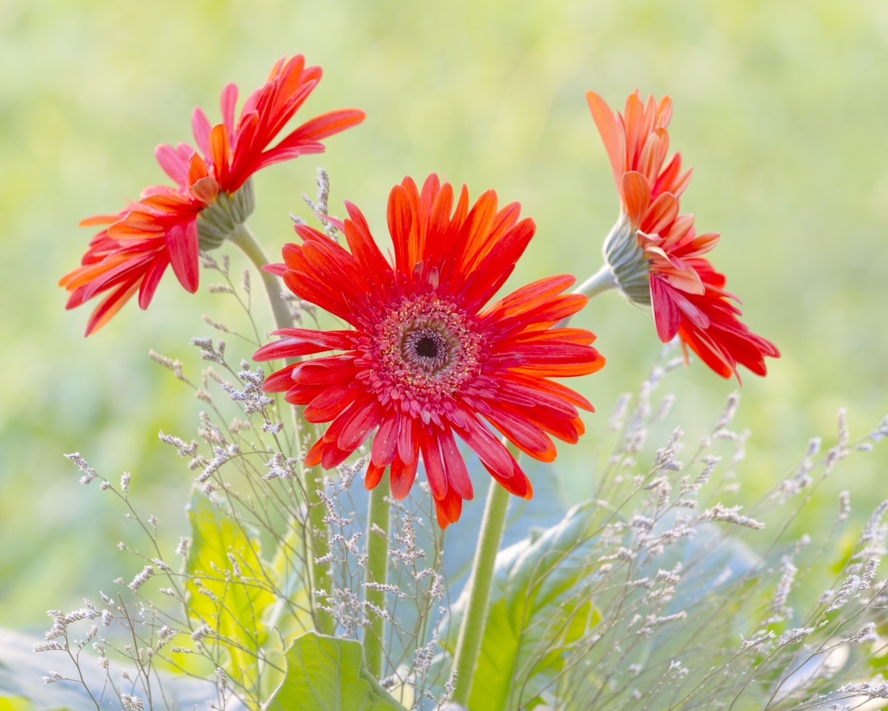 Три цветка герберы с колосьями 