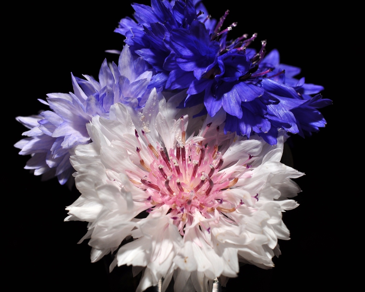 Три разноцветных василька на черном фоне