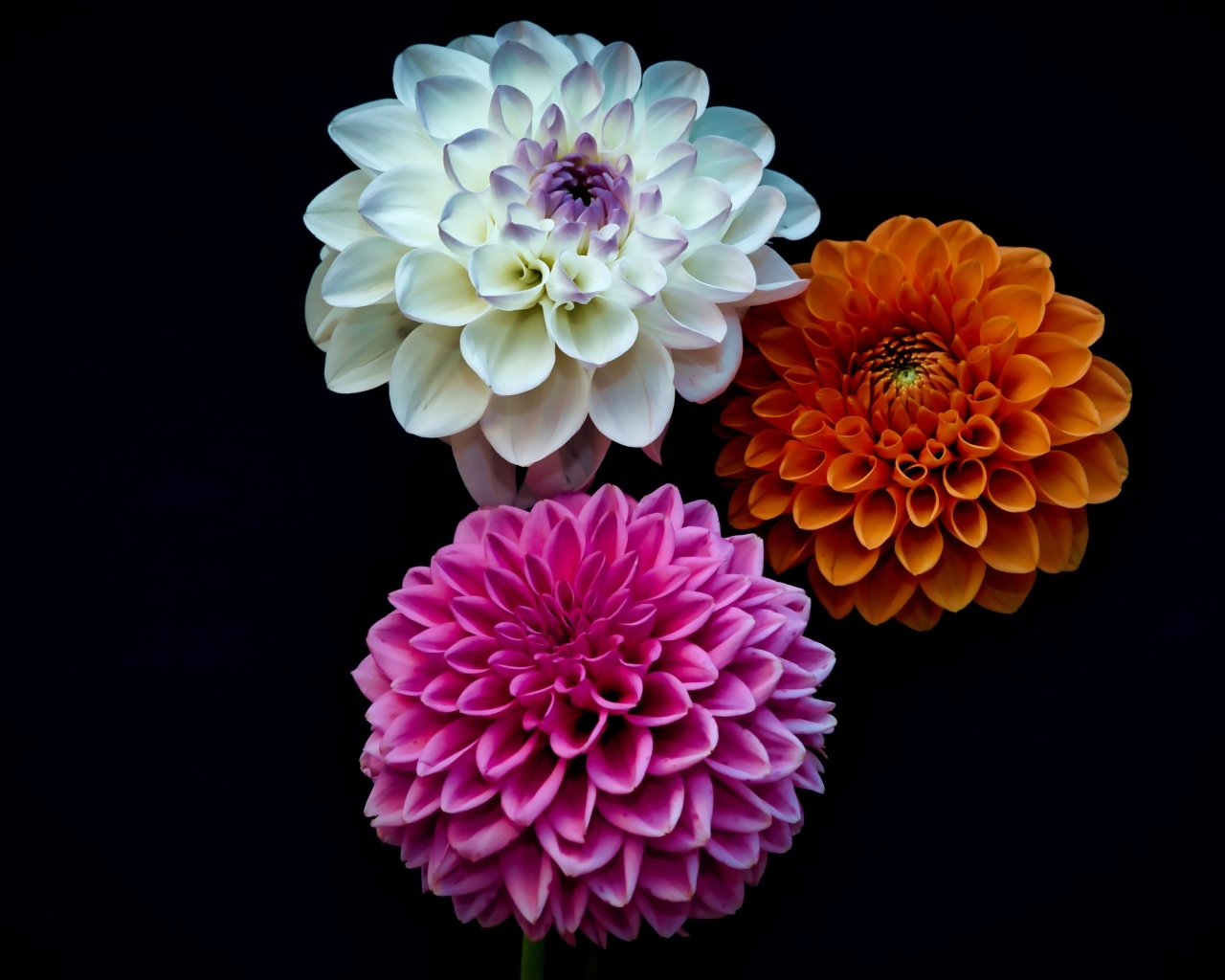 Три разноцветных цветка георгина на черном фоне