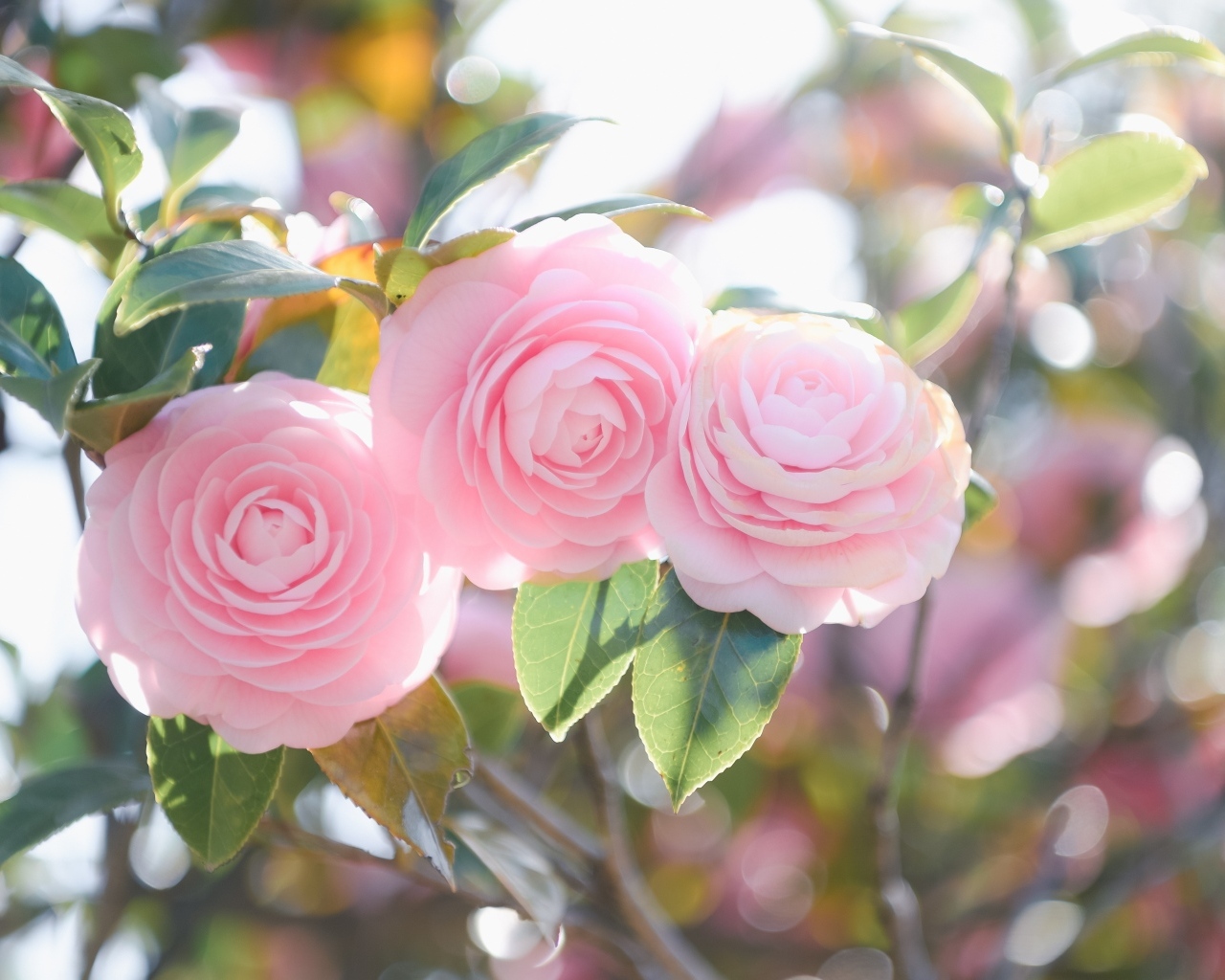 Три розовых цветка магнолии на ветках  