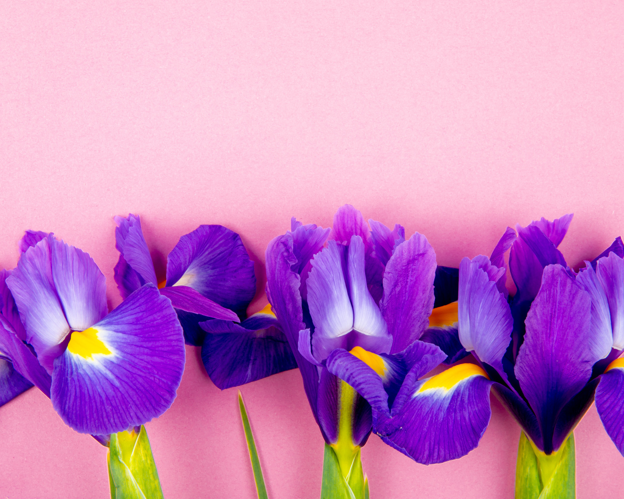 Три фиолетовых цветка ириса на розовом фоне