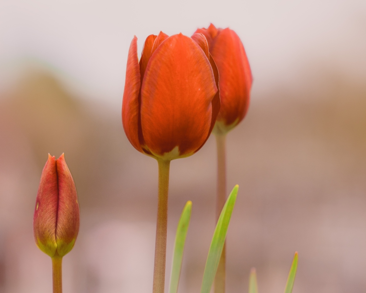 Три красных тюльпана на коричневом фоне