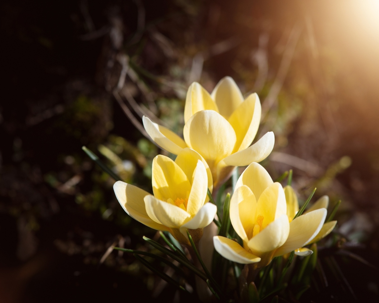 Три желтых крокуса в лучах солнца на клумбе