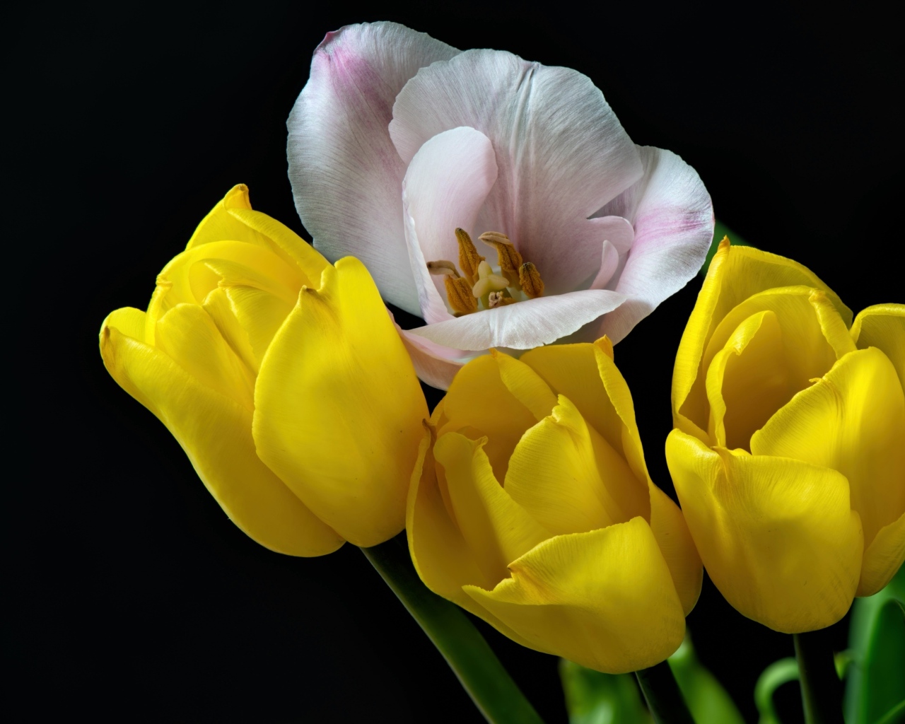 Три желтых тюльпана и один розовый на черном фоне