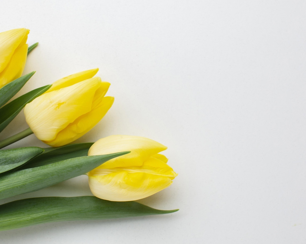 Три желтых тюльпана на сером фоне