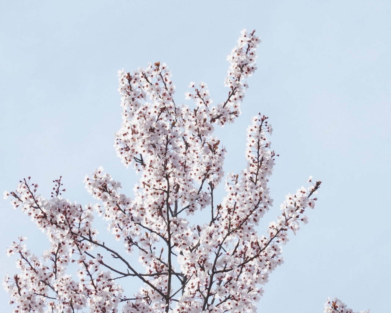 Дерево покрыто цветами на фоне голубого неба