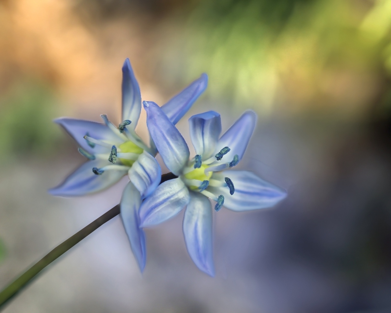 Два синих цветка пролесок крупным планом