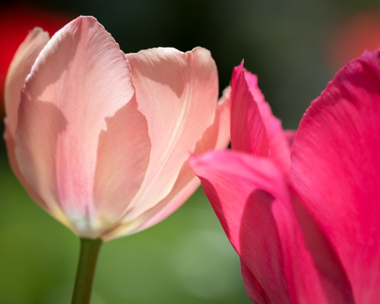 Два нежных тюльпана в лучах солнца