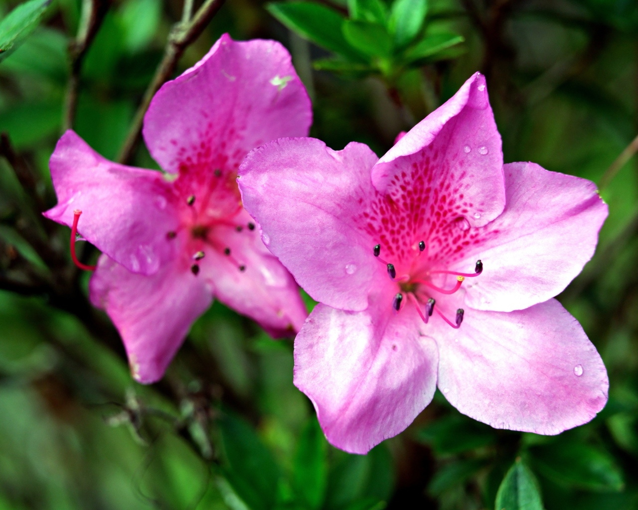 Два розовых цветка азалии крупным планом