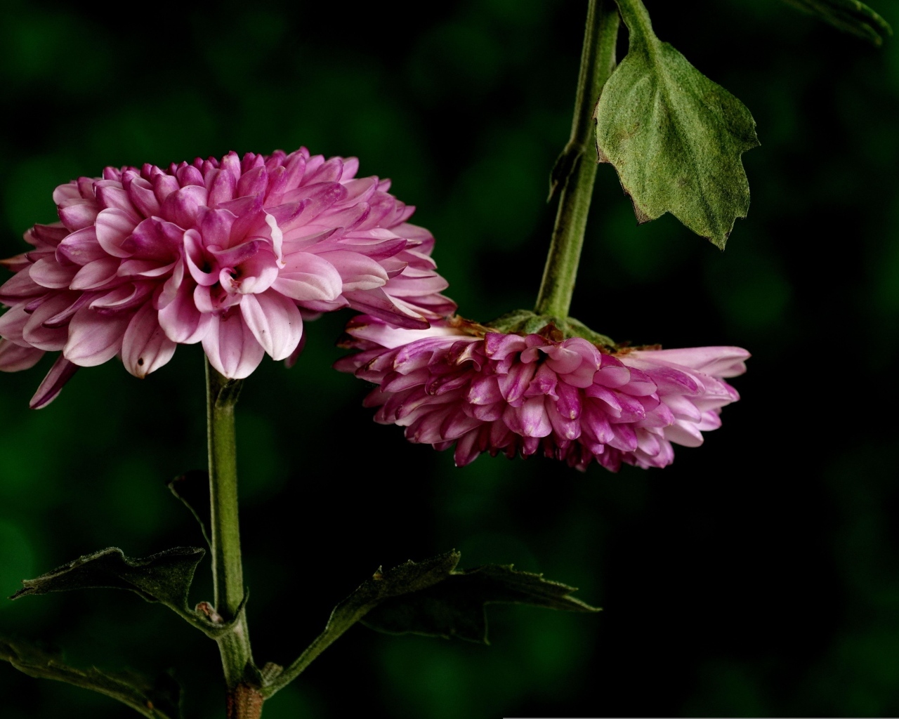 Два розовых цветка хризантемы